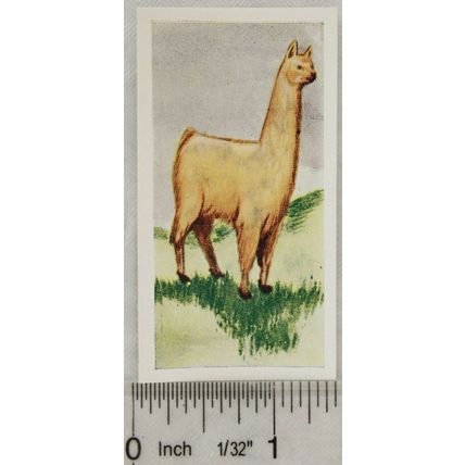 Neilson's Interesting Animals card No. 13 Llama