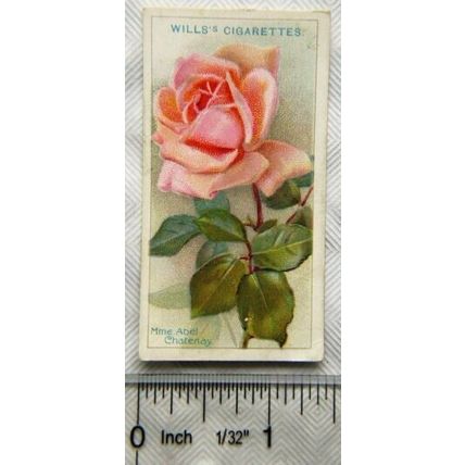 1926 Wills Roses No. 31 Mme Abel Chatenay