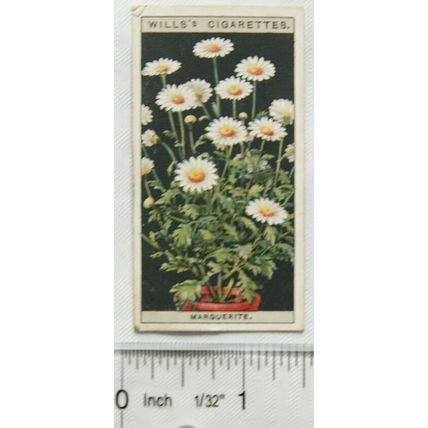 1925 Wills Flower Culture in Pots No. 32 Marguerite