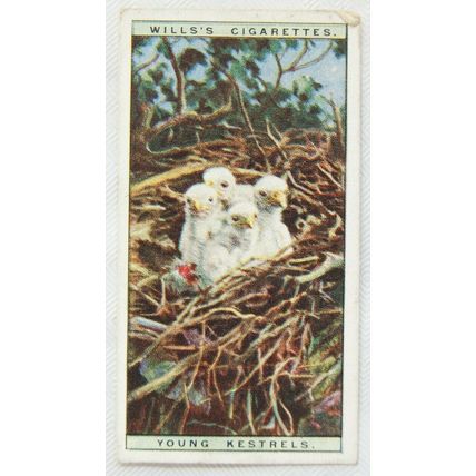 1925 Life in The Tree Tops No. 28 Young Kestrels