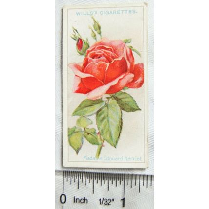 1926 Wills Roses No. 32 Madame Edouard Herriot