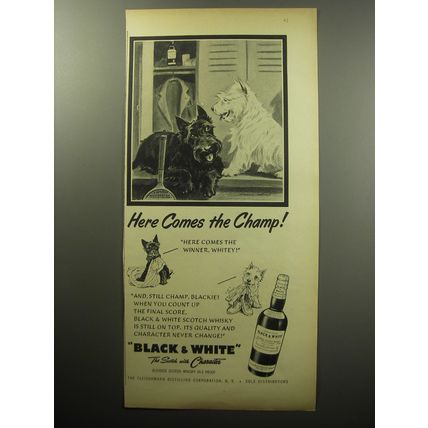 1954 Black & White Scotch Ad - Here comes the champ