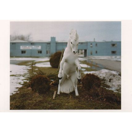 Impala 2005 Alec Soth White Horse Statue Stallion Genitalia Photo Postcard