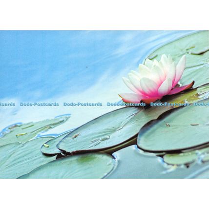 D028591 The Postcard Store. Stunning top quality postcards greetings cards envel