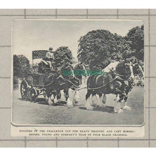 C4060) Messrs Young & Company Brewery Wandsworth Horse Competition - 1951 Clip