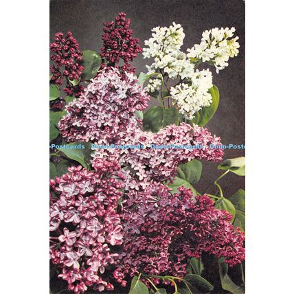 D026914 Lilac. Dixon