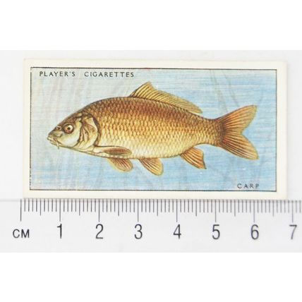 1933 Players Fresh-water Fishes, pink back No. 9 Carp