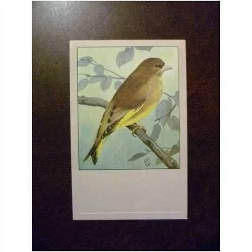 Greenfinch vintage Postcard P Sluis No 97 series 9 birds Birdfood nature