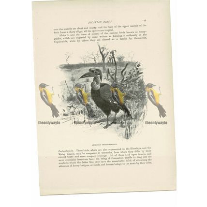 Abyssinian Ground Hornbill, Animal Book Illustration (Print) , c1916