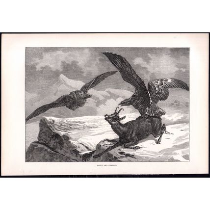 EAGLE AND CHAMOIS 1880 Alps Switzerland ANTIQUE ENGRAVING