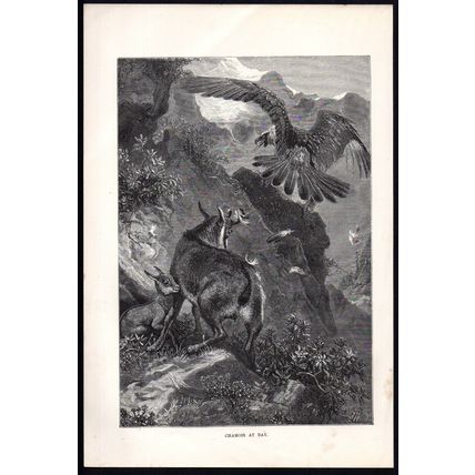 CHAMOIS AT BAY 1894 Eagle - Mammal - Josiah Wood Whymper VICTORIAN ENGRAVING