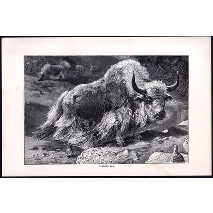 DOMESTIC YAK 1894 Mammal - Long-haired Bovid VICTORIAN ENGRAVING