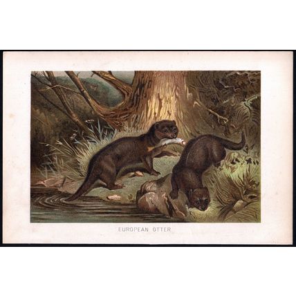 EUROPEAN OTTER 1894 Mammals VICTORIAN CHROMOLITHOGRAPH