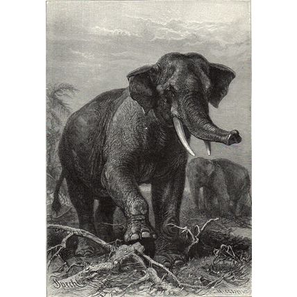 INDIAN ELEPHANT 1894 Mammal - Friedrich Specht VICTORIAN ENGRAVING
