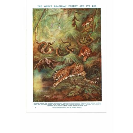 Brazilian Amazon Forest Animals, Book Illustration, c1925