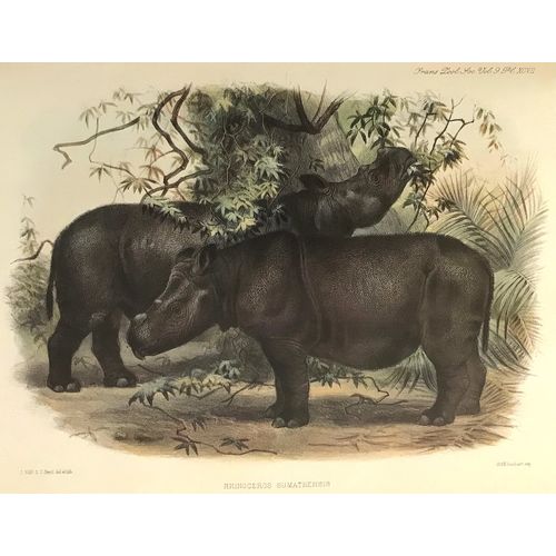Sumatran Rhinoceros antique Print Lithograph Animal Art Decor Orig to frame