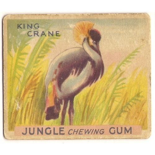 JUNGLE CHEWING GUM card # 55 KING CRANE ( 1933 )