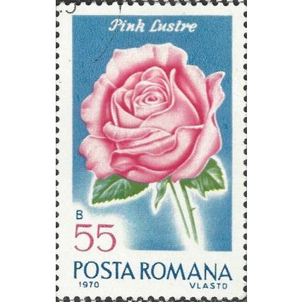 ROMANIA, FLOWER, pink Rose, blue 1970, 55bani