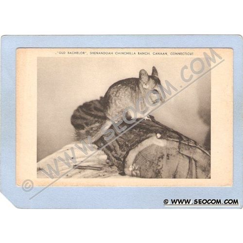 CT Canaan Old Bachelor Shenandoah Chinchilla Ranch Photo Type Card ct_box1~414