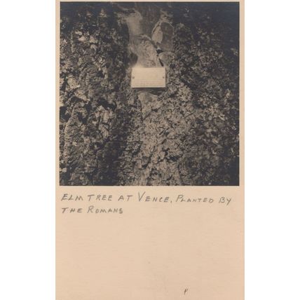 Elm Tree at Vence Planted By Romans Antique French Postcard