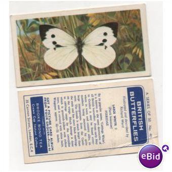 Brooke Bond Tea card BRITISH BUTTERFLIES no.40 LARGE WHITE