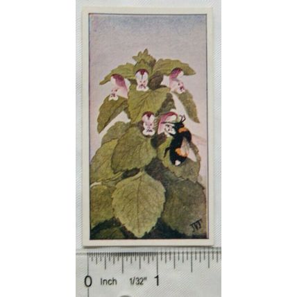 Vintage: Dutch card Jac. P. Thijsse, Lente No. 20 Paarsche Dovenetel met Aardhow