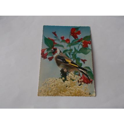 BIRD EXOCTIC AS PHOTO POSTCARD /POST O SEAS (28/03)