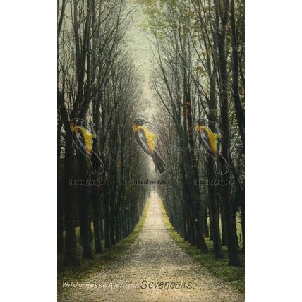 Wilderness Avenue, Sevenoaks, Kent, 15,950 Wrench Series Postcard, 1909