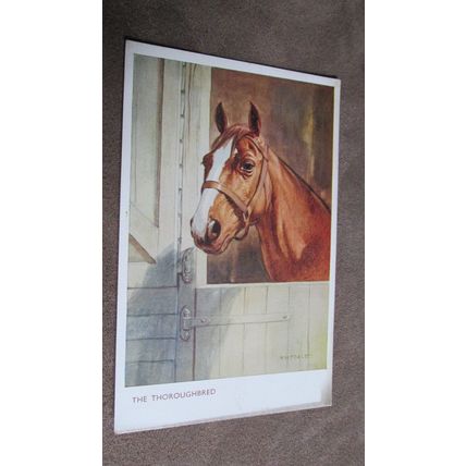 J.Salmon Postcard - The Thoroughbred / Horses - Artist Whydale