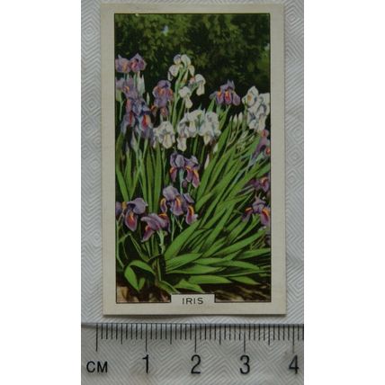 1938 Gallaher's Garden flowers No. 29 Iris