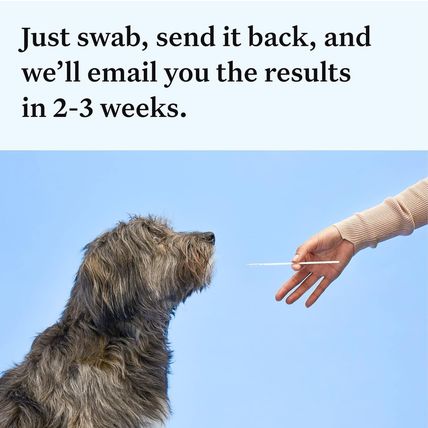 Wisdom Panel Essential Dog DNA Kit: Most Accurate Test for 365+ Breeds, 30 Genet