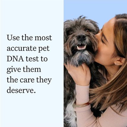 Wisdom Panel Essential Dog DNA Kit: Most Accurate Test for 365+ Breeds, 30 Genet