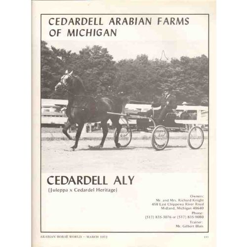 cedardell arabian farms michigan 1972 aly juleppa horse vintage ad