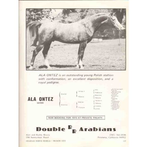 double rr arabians 1972 ala ontez polish stallion horse vintage ad