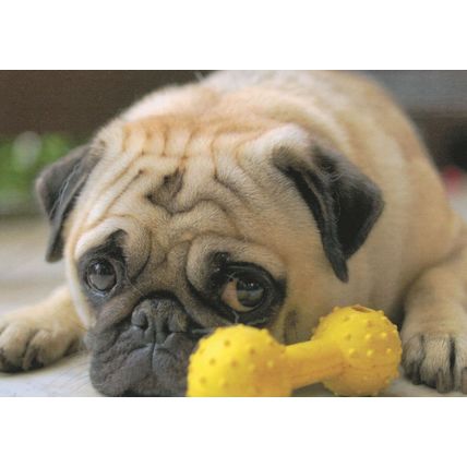 Mops Mit Spielknochen Pug Dog Playing With Toy Bone German Postcard