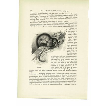 Opossum, Animal Book Illustration (Print), c1916