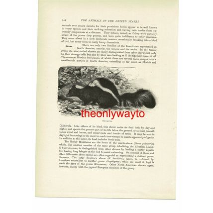 Skunk, Animal Book Illustration (Print), c1916