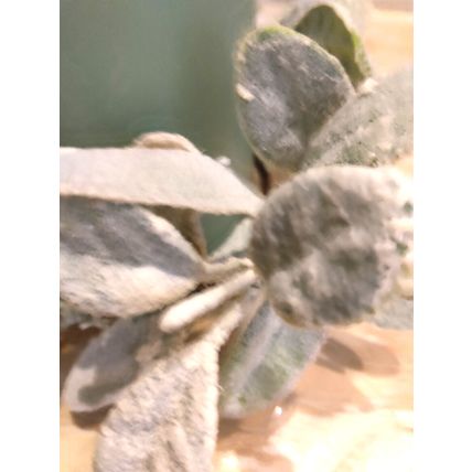 Mikasa Home Accents B/O Pillar Candle 3x6 Mint Green & Iced Lambs Ear Greenery