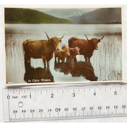 vintage postcard In Calm Waters - Highland Cattle