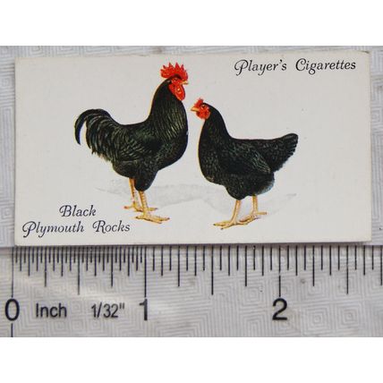 1931 John Player & Sons Poultry No. 35 Black Plymouth Rocks