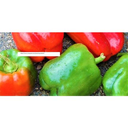 California Wonder Peppers - NON-GMO - Vegetable Seeds - BOGO