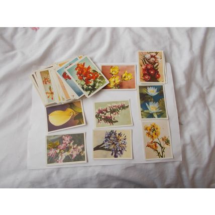 OUR SOUTH AFRICAN FLORA CIGARETTE CARDS AS SHOWN (27/01) FREE POSTAGE