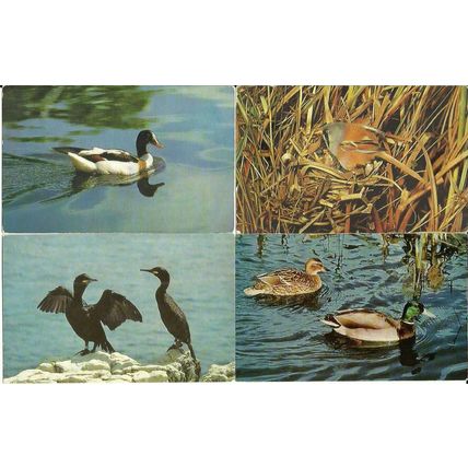 Animals BIRDS 16 Postcards by J. Salmon