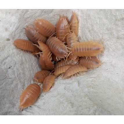 25 ADULT Giant orange woodlice Isopods live food clean up crew