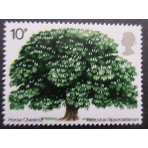 1974 Horse Chestnut Tree U/M