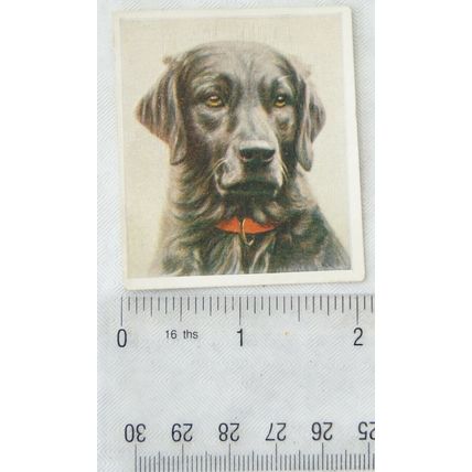 1939 Godfrey Phillips Our Dogs No. 11 The Labrador