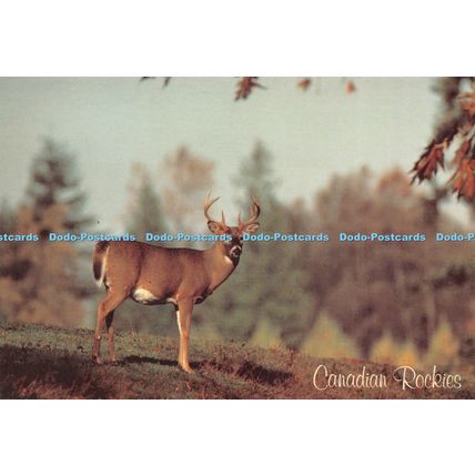 D027886 Canadian Rockies. White Tail Deer. High Country Color. Thomas Kitchin