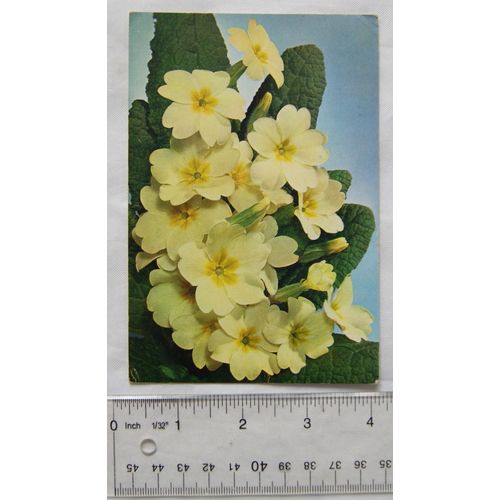 1964 postcard Primrose Flower