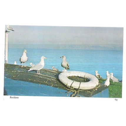 RESIDENTS.. sea gulls , CORNWALL unused vintage postcard by Harvey Barton (b) =