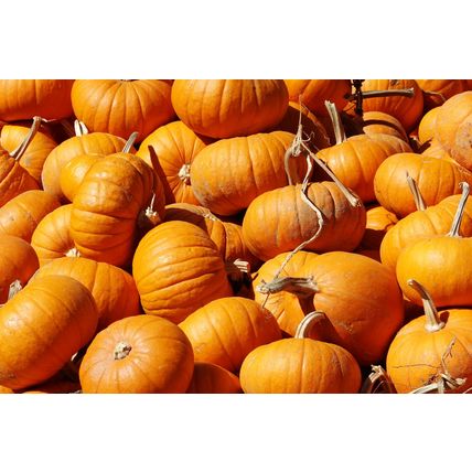 ORGANIC MAMMOTH PUMPKIN BIG BUMPER CROPS Approx. (10) SEEDS